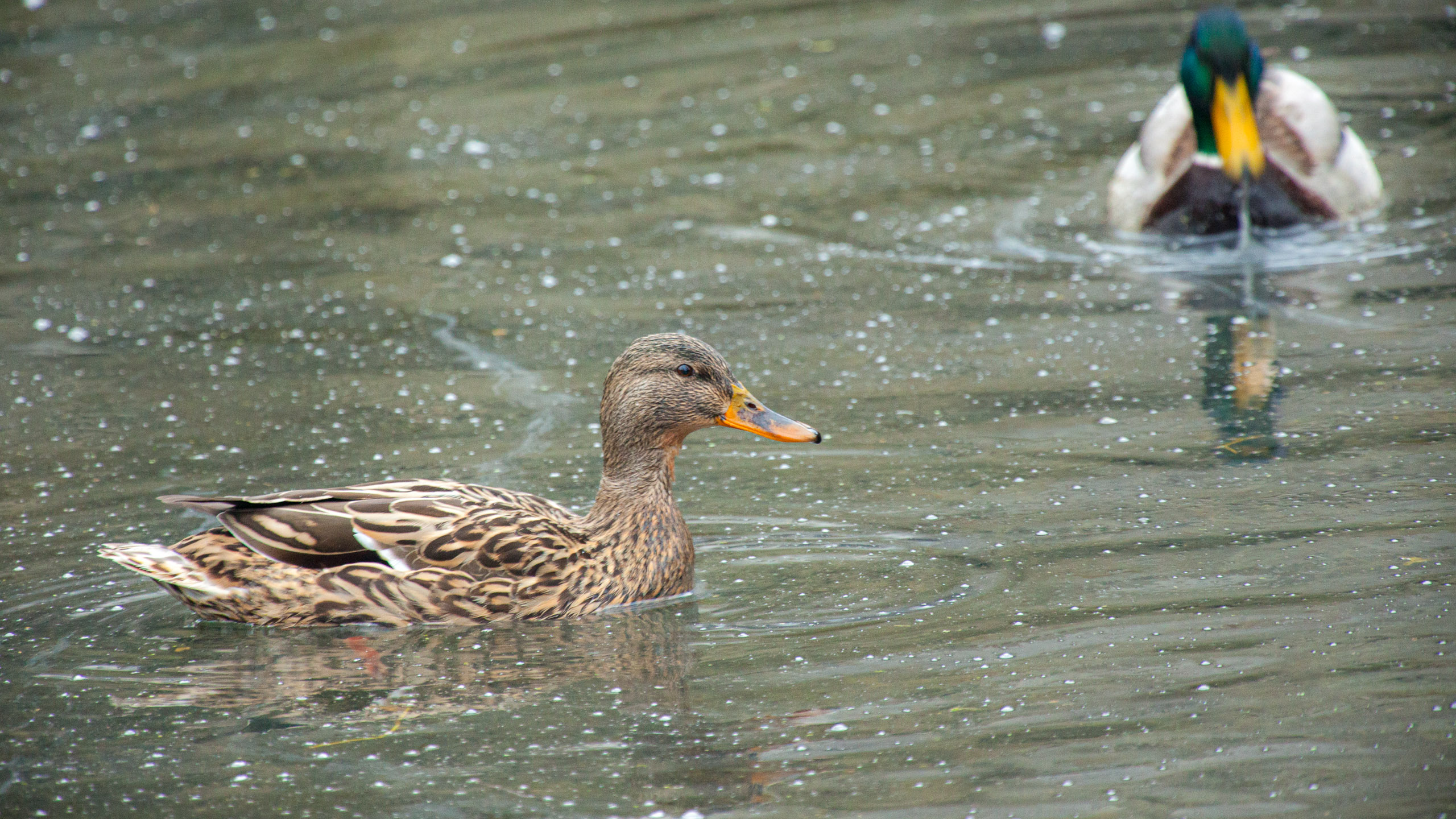 20120225075658 IMG 3486